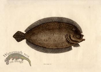 Catesby Fish 3